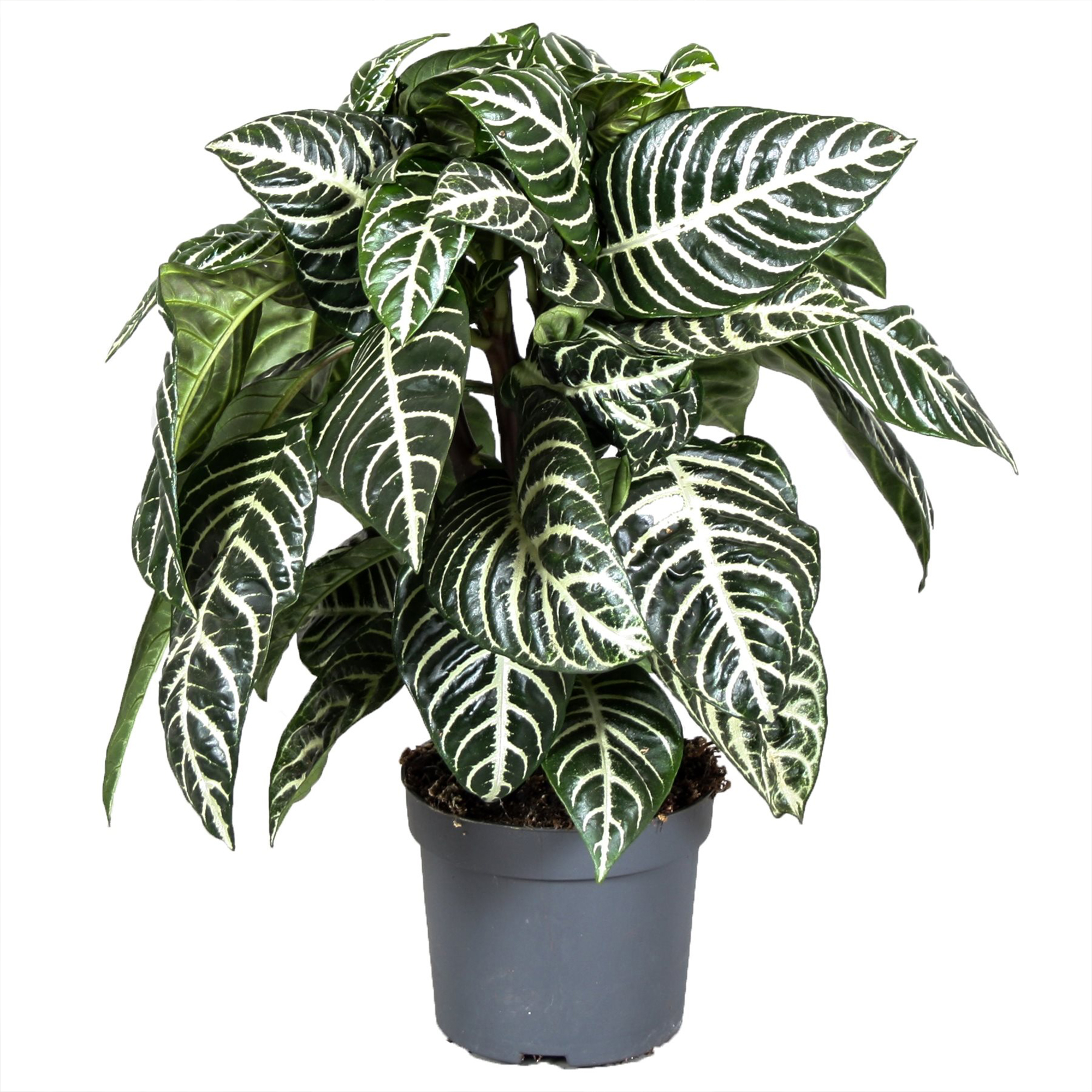 1 x Aphelandra squarrosa Green Potted Indoor Zebra Plant Gift (25